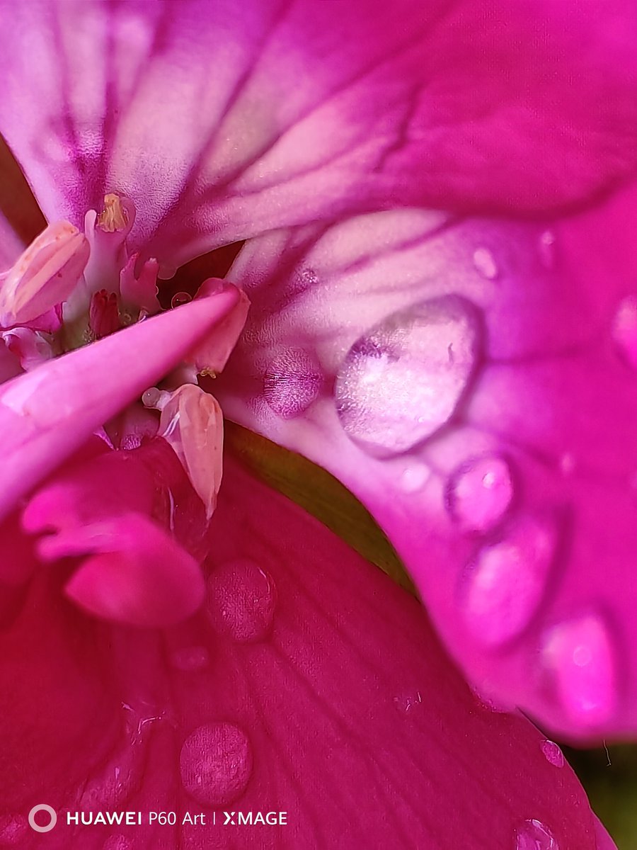 I jumped quickly outside for bit 😊 to captures these beauty.
Huawei P60 Art with SuperMacro Mode. 😇

#Huawei #HuaweiP60Art #nature #supermacro #flowers #pictures #streetphotography #ShotOnHuawei #ShotOnSnapDragon #P60Art #HuaweiMobile