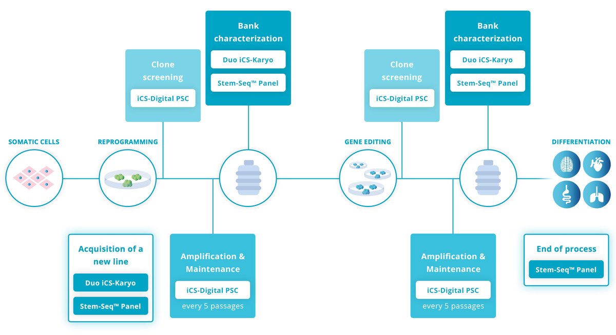 Check out our new NGS-based assay and see how it can strengthen your RUO workflow! stemgenomics.com/range-of-assay… #stemcells #genomicstability #NGS