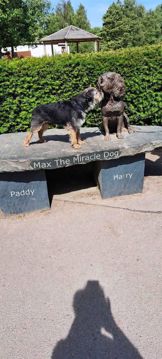 Hazel Alway & Aussie & Beinn over the rainbow🌈br. tweet media