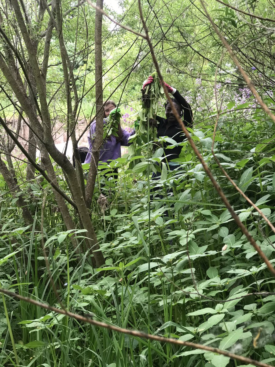 Dollar_Geog's tweet photo. #HimalayanBalsam removal on the #RiverDevon this morning ๐ working with @Dollar_CDT #communitywork #volunteering @Dollar_Academy https://t.co/uhTmGlPPDn