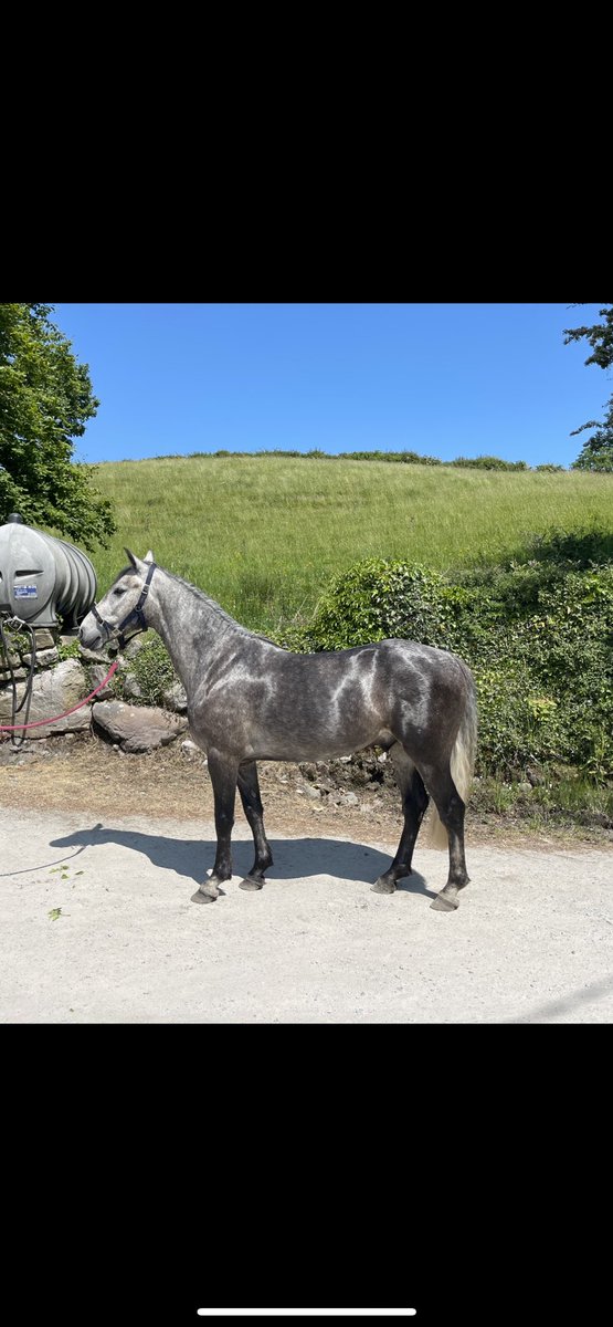 3 year old Connemara pony by Ross fear bui in for breaking. Super attitude and movement.
