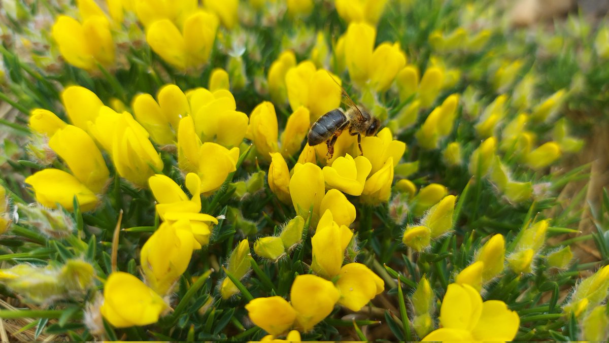 Plant Ecology UT tweet media