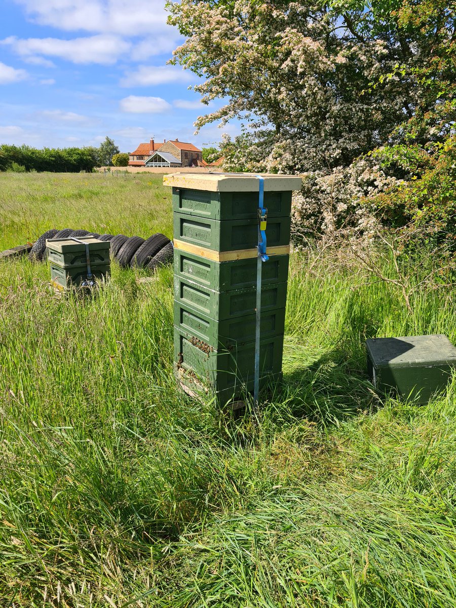yorkshireBees tweet media