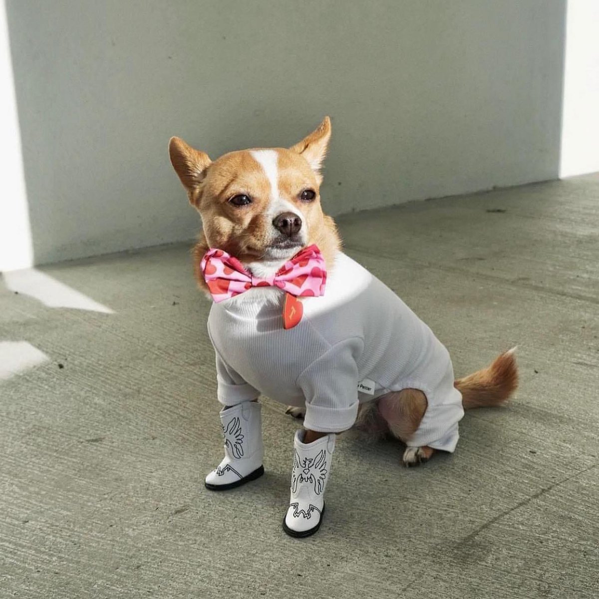 SuavesLomitos's tweet photo. Ajúa 🐕 https://t.co/on67pD1ZMy