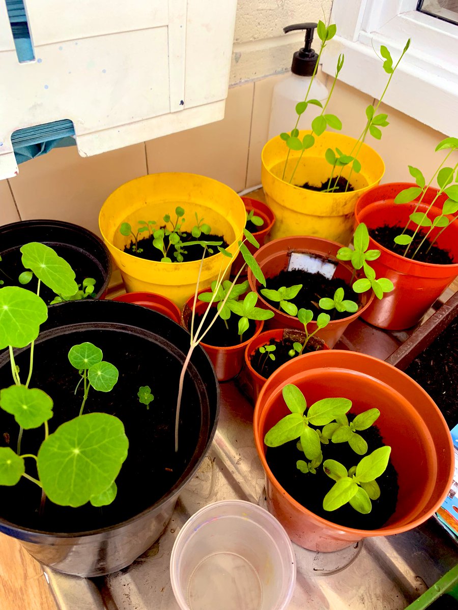 PlacesProject's tweet photo. The ethos team @stjamesfarn have been busy growing seeds for their Hope garden 🪴 this term. Lots of colour, lots of Hope and lots of faith, for all the staff &amp; pupils to explore what it means to find Hope in God! #hopegarden @DioManchester @DbeManchester https://t.co/bW7DvvuTJf