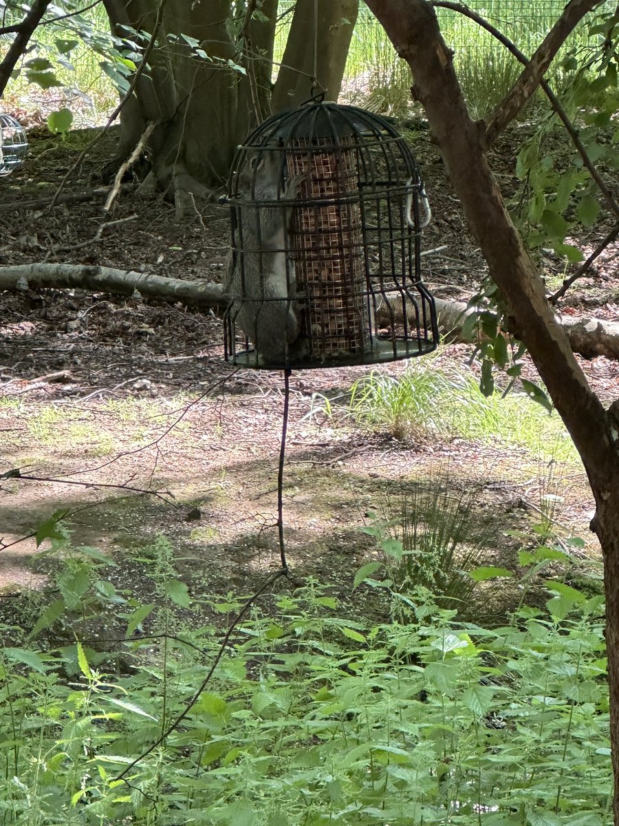 Lyn_Fav's tweet photo. @CP_UK_Woburn hi, we are down in the nature reserve. Just wanted to make sure this squirrel isn’t stuck? X https://t.co/jDipNngs5g