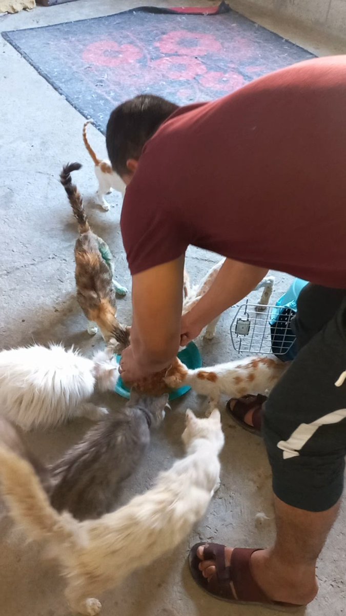 LoverHomeless's tweet photo. 🐱❤️Software Update:💫💢😻 Thanks to all who supported me. And you got 15 days of safe food! There is still a debt of $169 owed to the food supplier. Also $68 to the doctor. I need to settle the debt in the next few days! 🙏🏻🥹🆘️Please donate!https://t.co/DKN3ax0oDl🚨🆘️ https://t.co/aKBBRdysxu