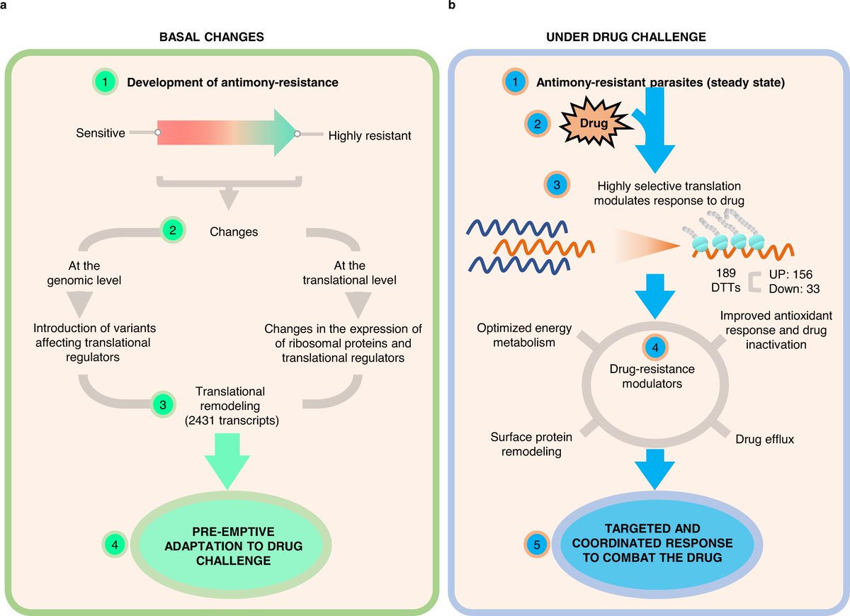 Nature Communications (@naturecomms) on Twitter photo Translational reprogramming as a driver of antimony-drug resistance in #Leishmania
<a href="/GG_Sneider/">Sneider Gutierrez</a>
#parasitology #AntimicrobialResistance
nature.com/articles/s4146… Translational reprogramming as a driver of antimony-drug resistance in #Leishmania
<a href="/GG_Sneider/">Sneider Gutierrez</a>
#parasitology #AntimicrobialResistance
nature.com/articles/s4146…