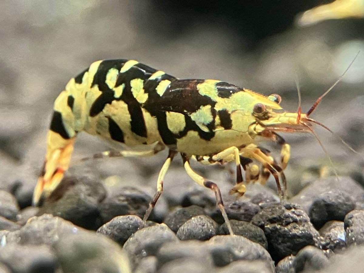 この子の名前はキャサリンです🤗