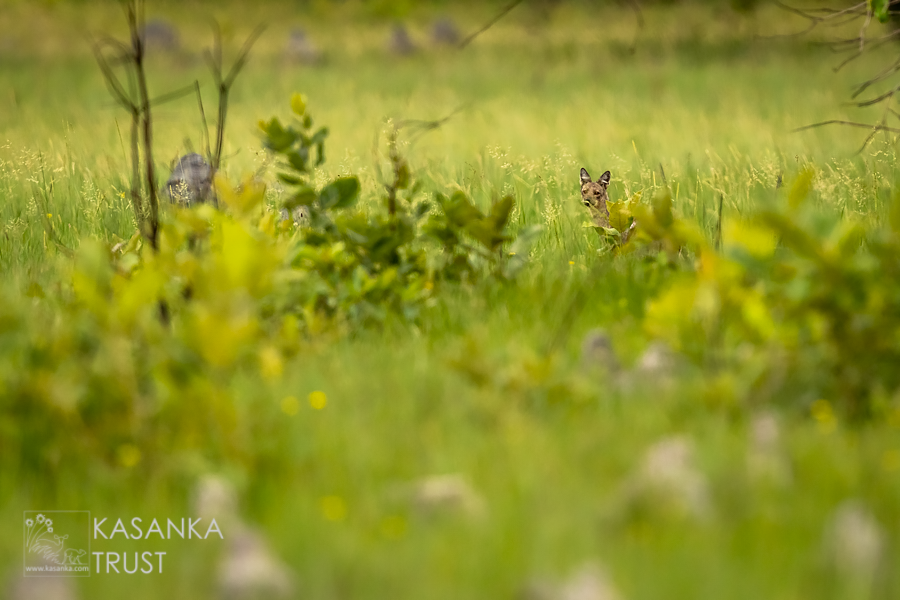 KasankaTrust's tweet photo. Side-striped jackals

If you happen to join one of our evening game drives you might be lucky to spot the elusive side-striped jackals.

Side-striped jackals are at home in the forested areas as much as the grasslands and for that reason they can be difficult to spot. https://t.co/sYP8XVlLdr