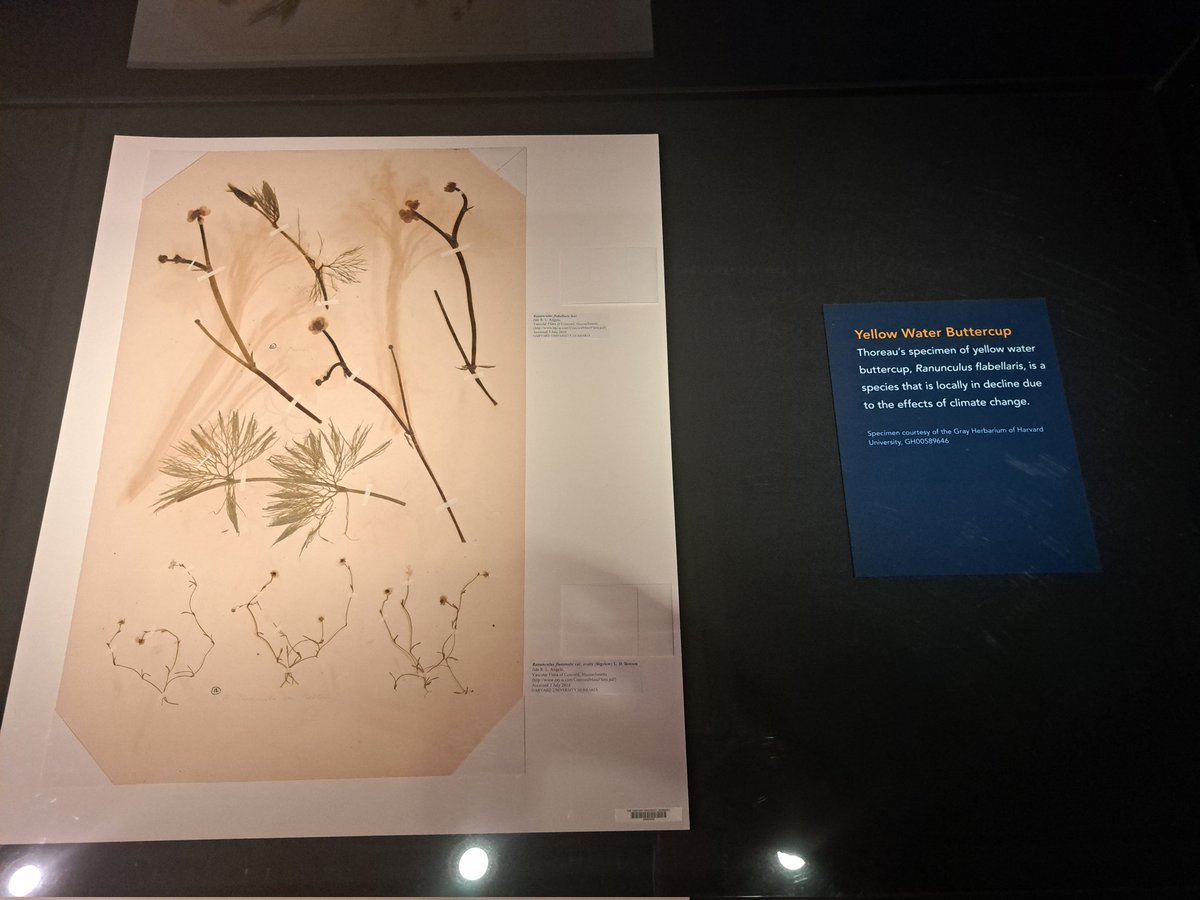 JackDAshby's tweet image. A great example of the value of museum specimens in understanding the impact of the #ClimateEmergency, &amp;amp; the power of art in communicating it.
The #botany collection of Henry David #Thoreau provide a baseline for plant communities 150 years ago. All the ones in blue are declining