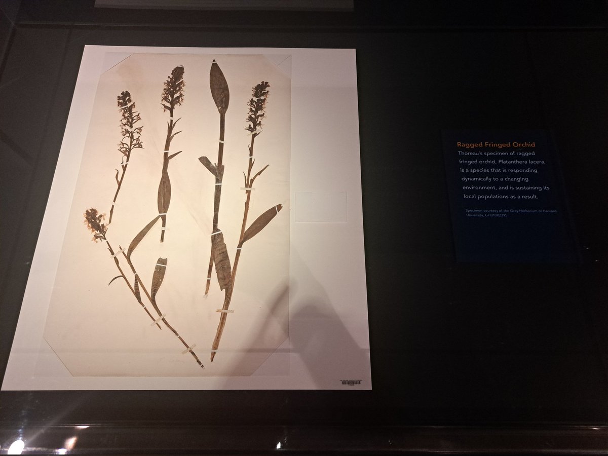 JackDAshby's tweet image. A great example of the value of museum specimens in understanding the impact of the #ClimateEmergency, &amp;amp; the power of art in communicating it.
The #botany collection of Henry David #Thoreau provide a baseline for plant communities 150 years ago. All the ones in blue are declining