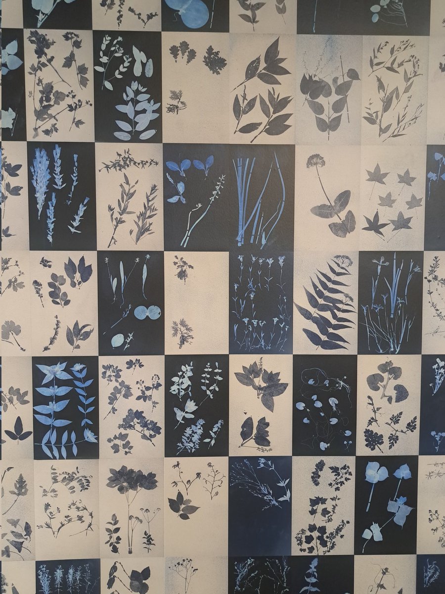 JackDAshby's tweet image. A great example of the value of museum specimens in understanding the impact of the #ClimateEmergency, &amp;amp; the power of art in communicating it.
The #botany collection of Henry David #Thoreau provide a baseline for plant communities 150 years ago. All the ones in blue are declining