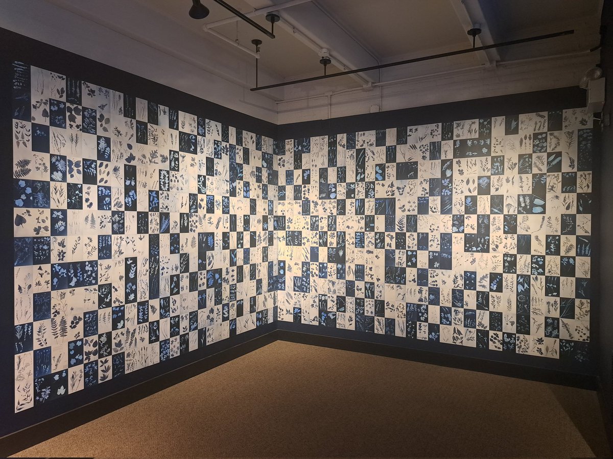 JackDAshby's tweet image. A great example of the value of museum specimens in understanding the impact of the #ClimateEmergency, &amp;amp; the power of art in communicating it.
The #botany collection of Henry David #Thoreau provide a baseline for plant communities 150 years ago. All the ones in blue are declining