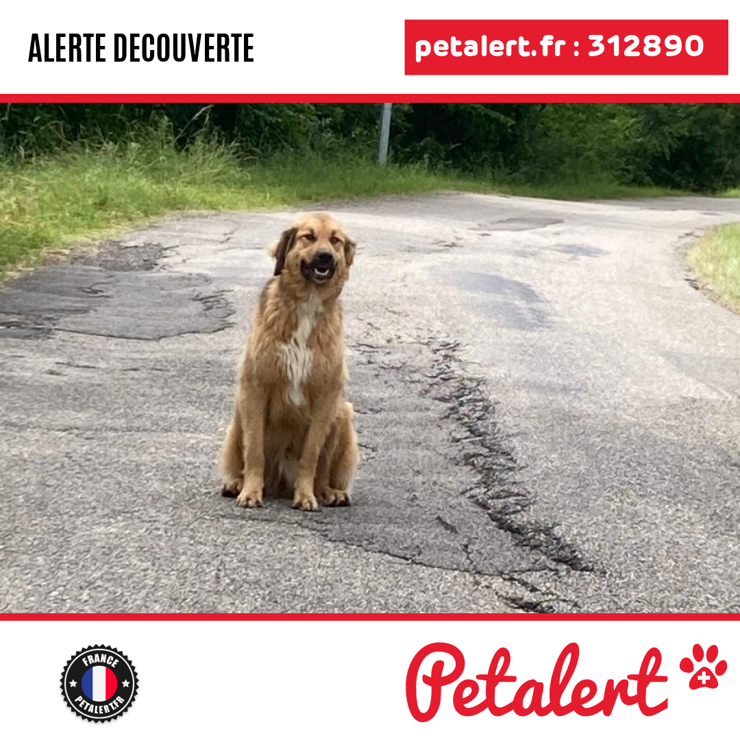 Trouvé #Chien #Ariege #Gabre #Petalert  #PetAlert09 / p3t.co/vP9FS