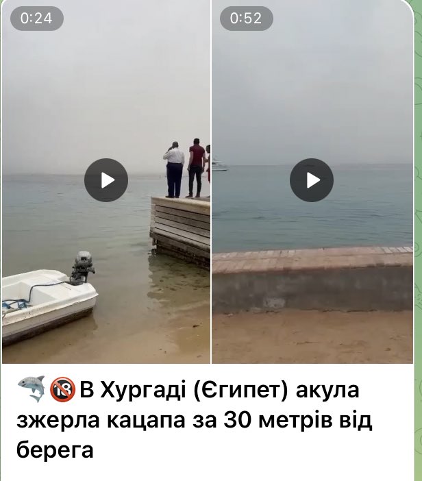kava220's tweet photo. Акула и мастер сидр - новые герои https://t.co/KKGh8fdjXm