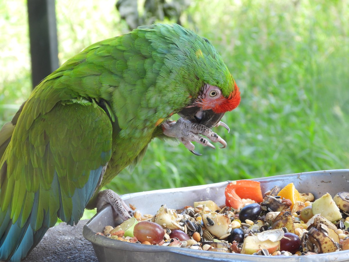 WelshMountainZo's tweet photo. Who else is having a nice afternoon snack like our parrots? 😋

#AfternoonSnack #AmazonParrots #OurBirds #SupportingConservation #WelshMountainZoo #NationalZooOfWales #Eryri360 #TenTop https://t.co/HKsf8GBc6n