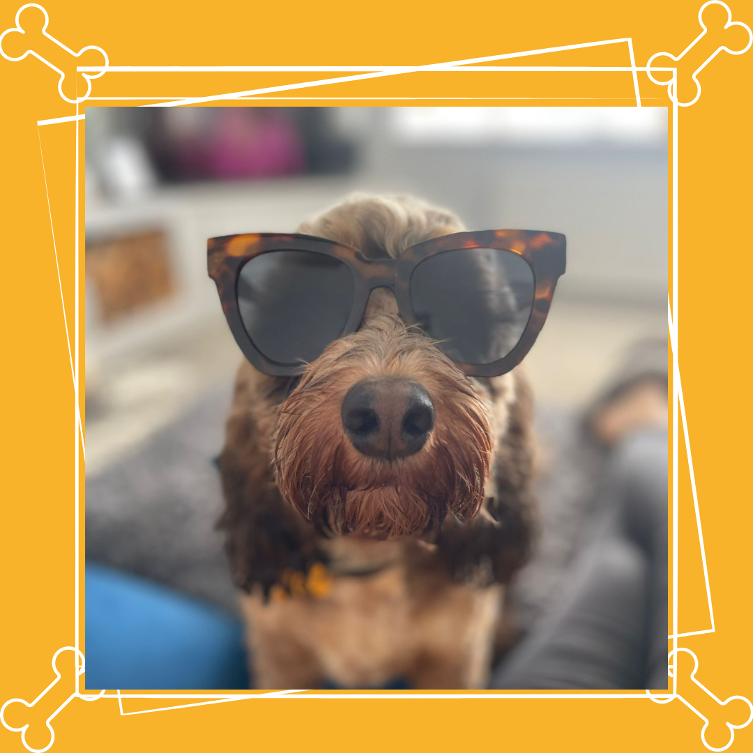 🐶Martin takes his job very seriously and as you can see, he is looking forward to helping our students with sun safety by practicing his sunglasses and hat wearing skills! 🐶