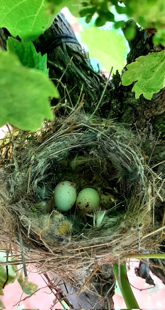 Sergio MB (@sergiomabal) on Twitter photo 