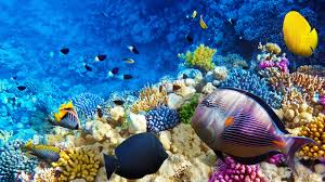 Hoy #8Jun se celebra el Día Mundial de los Océanos, reconocemos la importancia que tienen los océanos en el planeta.