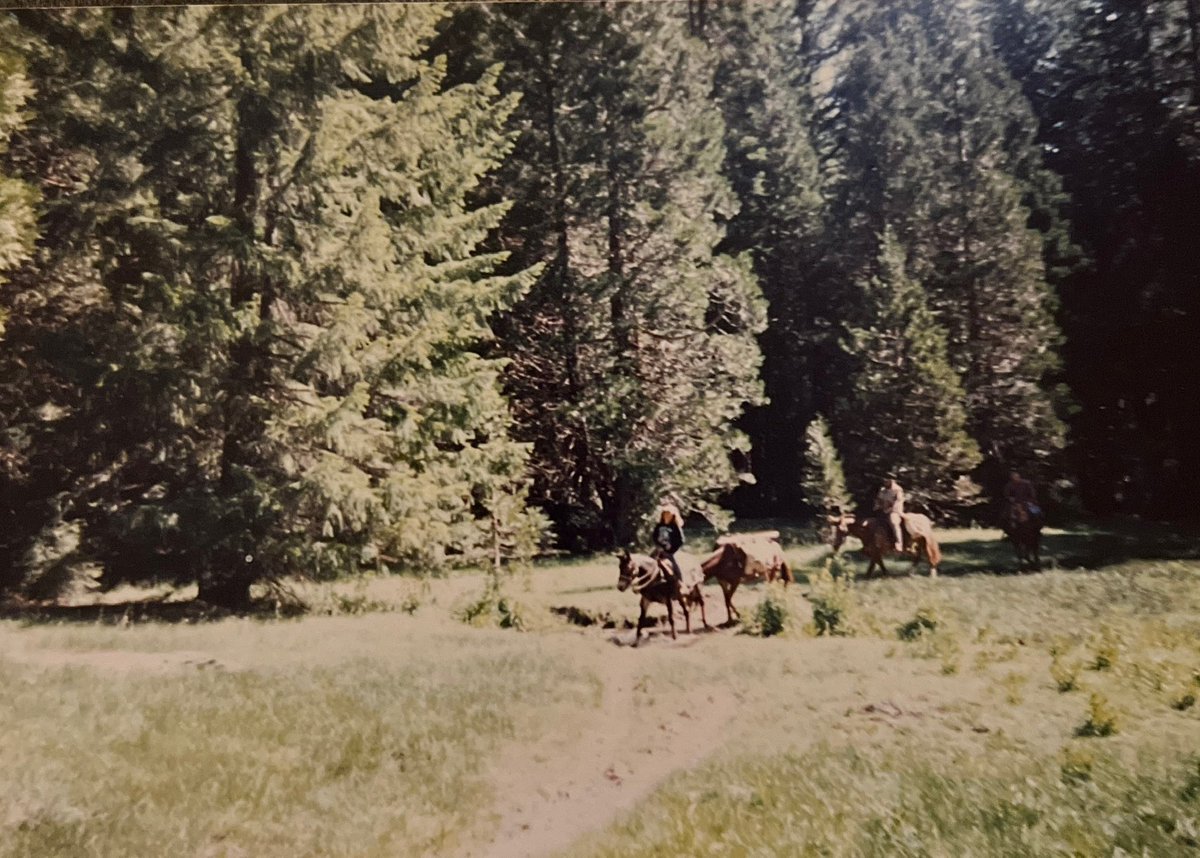 TBT MULE DAYS in the Sierra Mountains! Life lessons started early in our family!!!

#mules #packmules #cowgirl #womanchild #countryartist #outdoorliving #camping #heidi #heidinewfield