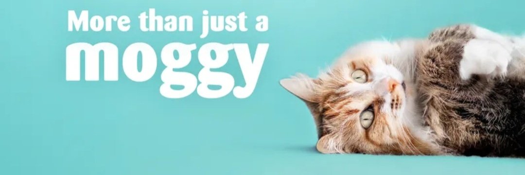 CatsTyneside's tweet image. Could you provide a loving new home for a cat in Tyneside, Felling or Gateshead? To find out more 👉🏻 cats.org.uk/tyneside 🐾💖