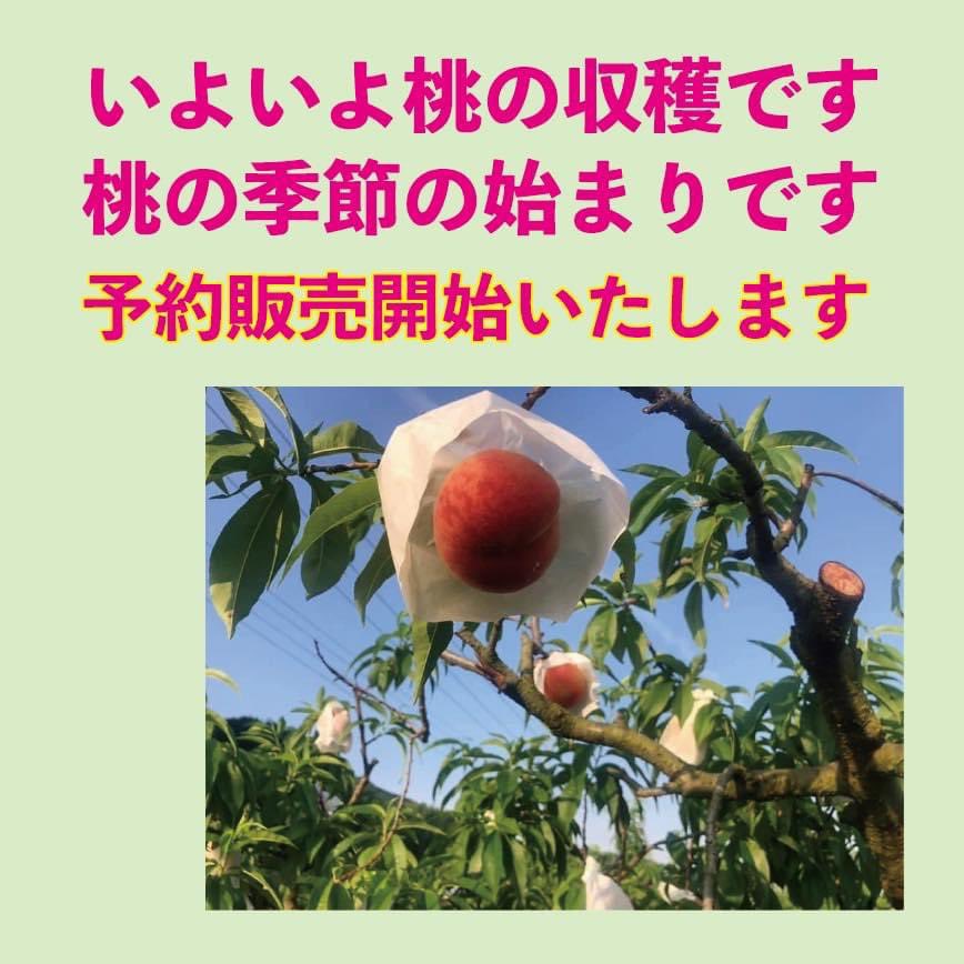 P3Print's tweet photo. #桃の販売が始まりました 
#予約受付中 
#和歌山の桃🍑 
#世界遺産とフルーツのまちかつらぎ町 
#ふるーつラボ 
#tシャツはp3

ふるーつラボ⬇️
https://t.co/y3mZb9hLte https://t.co/MvcnJe0hLv