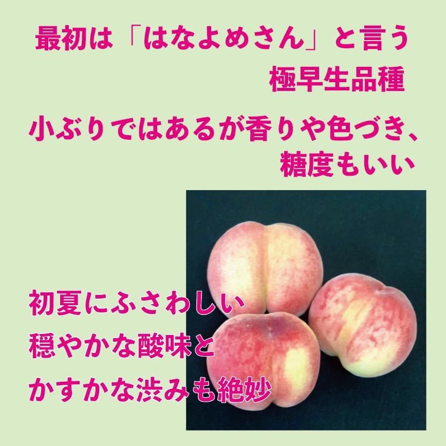 P3Print's tweet photo. #桃の販売が始まりました 
#予約受付中 
#和歌山の桃🍑 
#世界遺産とフルーツのまちかつらぎ町 
#ふるーつラボ 
#tシャツはp3

ふるーつラボ⬇️
https://t.co/y3mZb9hLte https://t.co/MvcnJe0hLv
