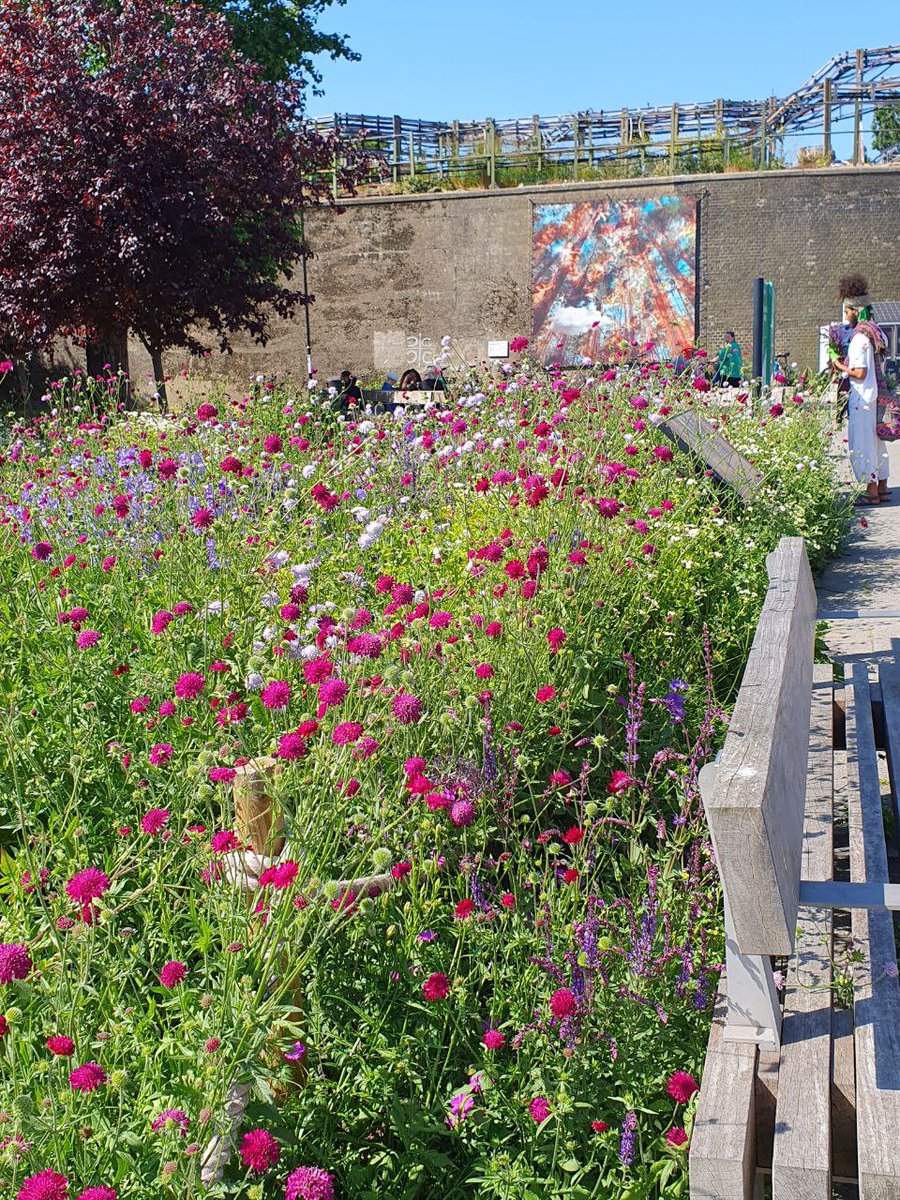 AbundanceLondon's tweet photo. To the guy in white here helping himself to flowers from our flower bed - this is not a picking bed for you to take what you want. These flowers are for all of us to enjoy. Please tell him if you see him! https://t.co/3JGDenV3tx