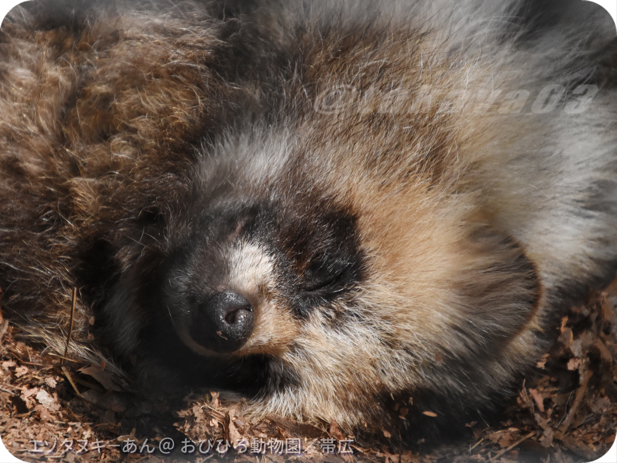 おやすみ、佳い夢を。

6/3【土】#エゾタヌキ－あん♀｜撮影：おびひろ動物園／#帯広 #ObihiroZoo #RaccoonDog #tanuki