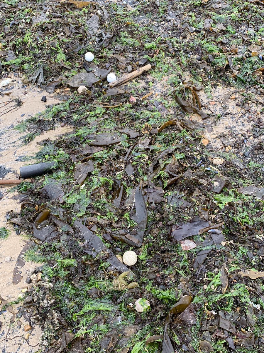 jaq421's tweet image. Possible entry for  #strangestfinds @CornishSpliced   A load of balls and a tick for last months treasure hunt !