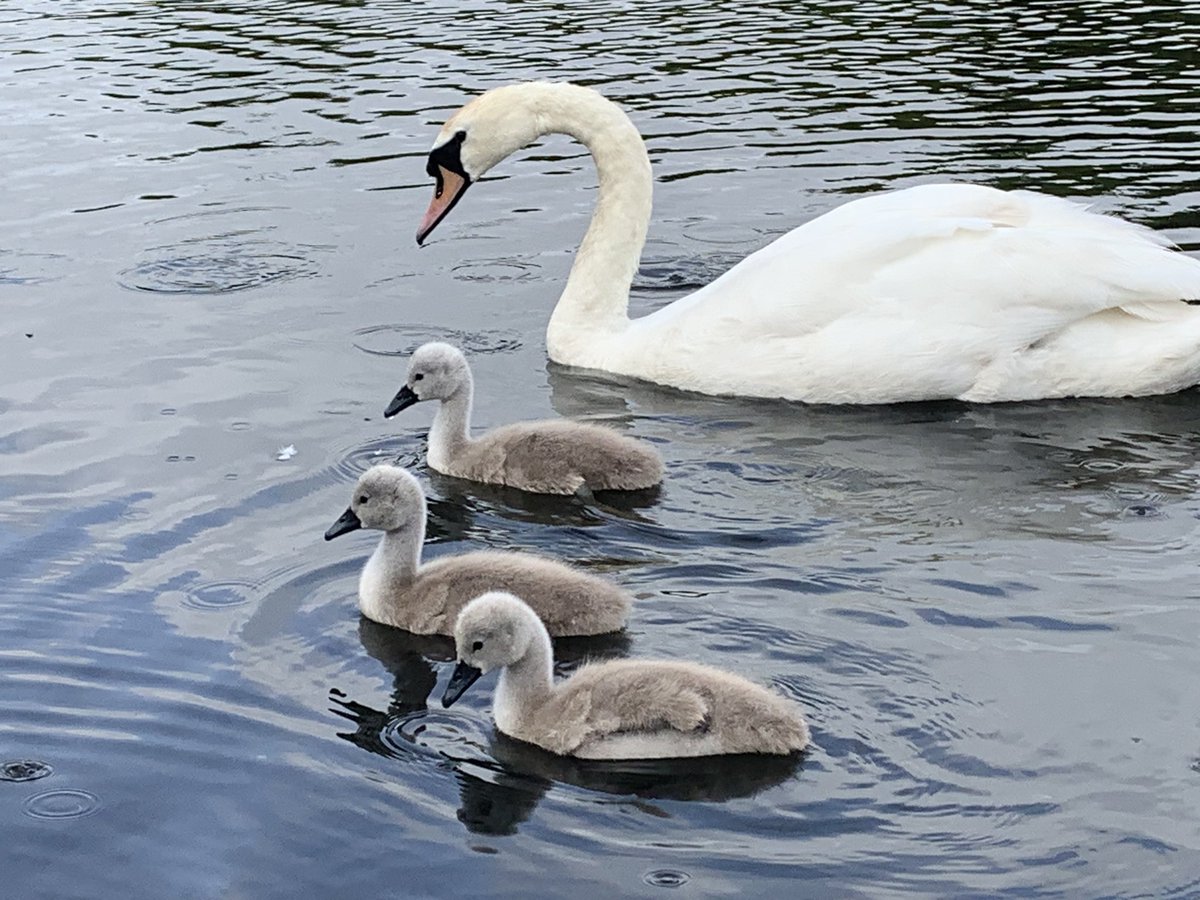 What an absolutely amazing day we had at the ponds today 

Thanks to <a href="/ArdnahoeNursery/">Ardnahoe Nursery</a> <a href="/thepippins/">orchardgrovekind</a> Orchard Grove nursery, <a href="/StBrigidsPS/">St Brigid's Primary, Toryglen</a> and <a href="/ToryglenPS/">Toryglen Primary School</a>  for joining us, the Amphibian and Reptile conservation  <a href="/ARC_Bytes/">Amphibian and Reptile Conservation</a>, <a href="/savebutterflies/">Butterfly Conservation 🦋</a> the butterfly conservation and <a href="/makedogrow/">Make Do & Grow CIC</a>