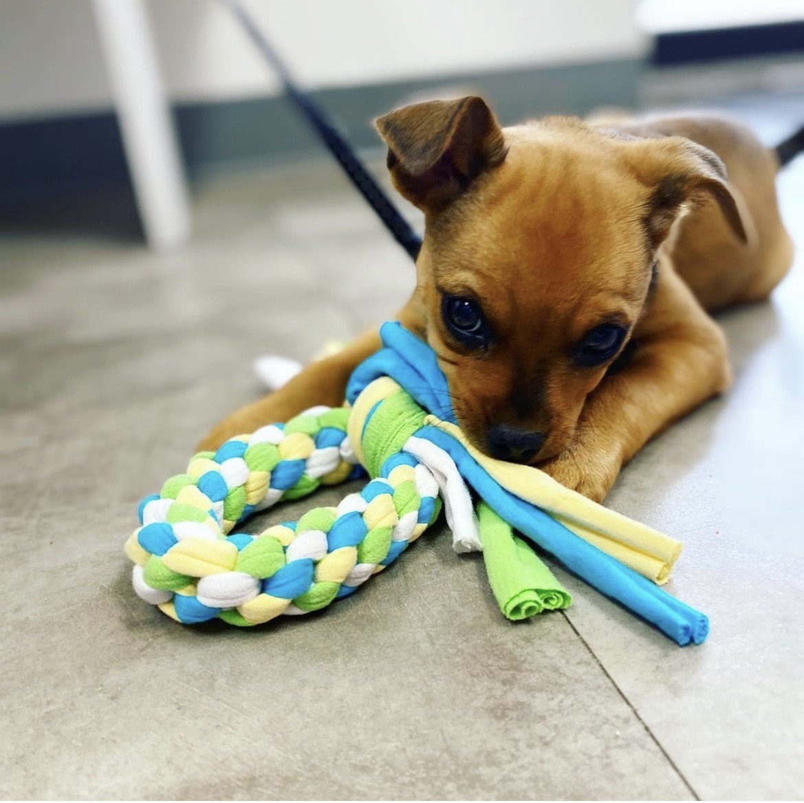 ICKCConnections's tweet photo. DID YOU KNOW? 🐾 All of our rope toys are made of recycled t-shirts donated by our supporters and volunteers! Right now, we are in need of RED &amp; YELLOW t-shirts. If you have old tees you are willing to donate please bring them by! ❤️💛
#donations #pawsabilities #dogtoys #handmade https://t.co/I2HCZBvZoQ