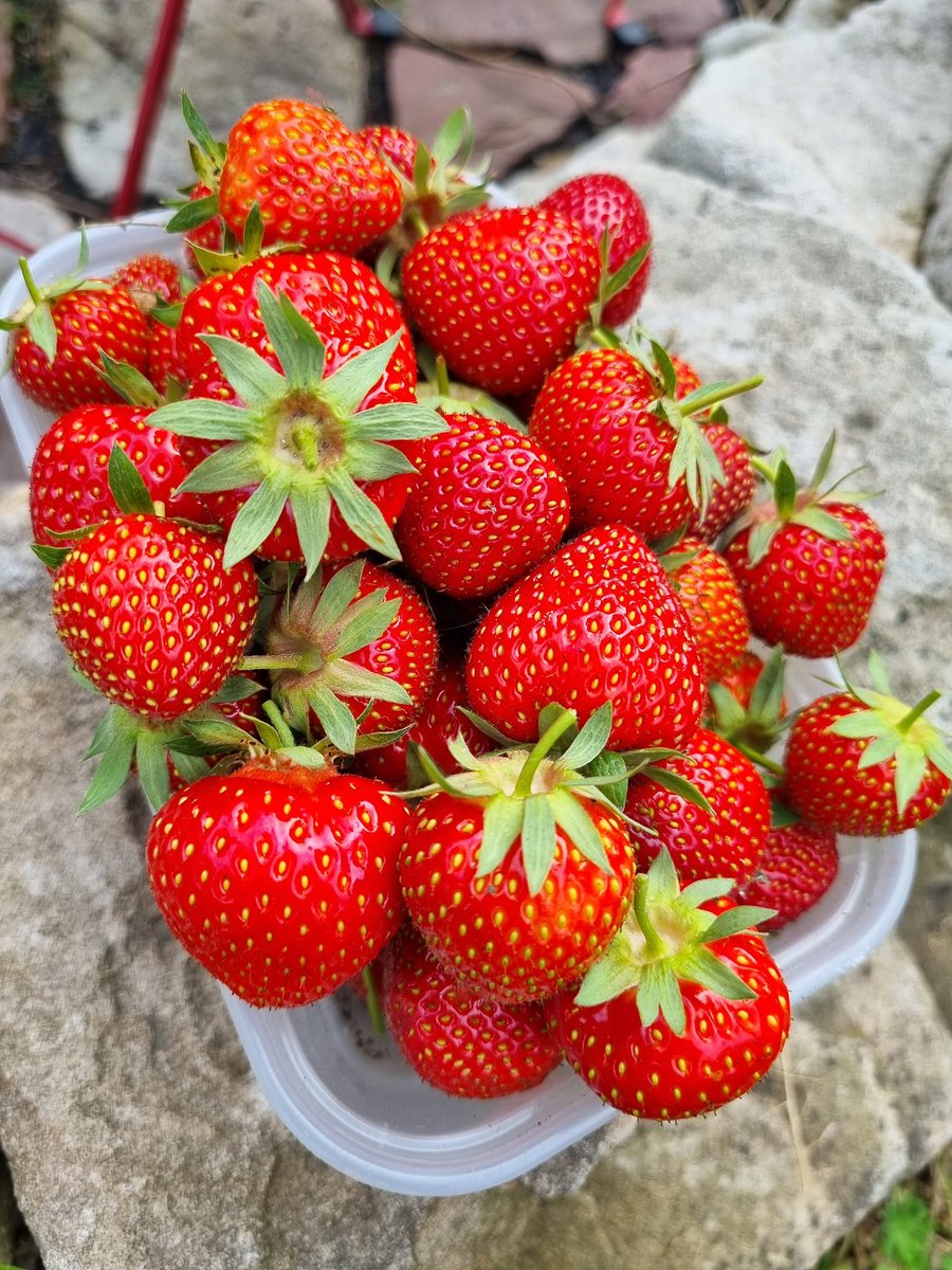 analog_herz's tweet image. Eigentlich wollte ich nur schauen, ob schon eine Erdbeere reif ist 🥰

Die Saison ist eröffnet!