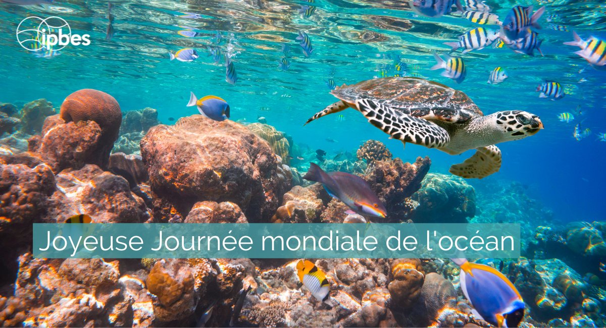 #LeSaviezVous L'océan... ?🤔

🌊Produit au moins 50 % de l'oxygène de la planète
🌊Couvre plus de 70% de la planète
🌊Absorbe environ 30% du dioxyde de carbone produit par les humains

#JourneeMondialedelOcean

un.org/fr/observances…