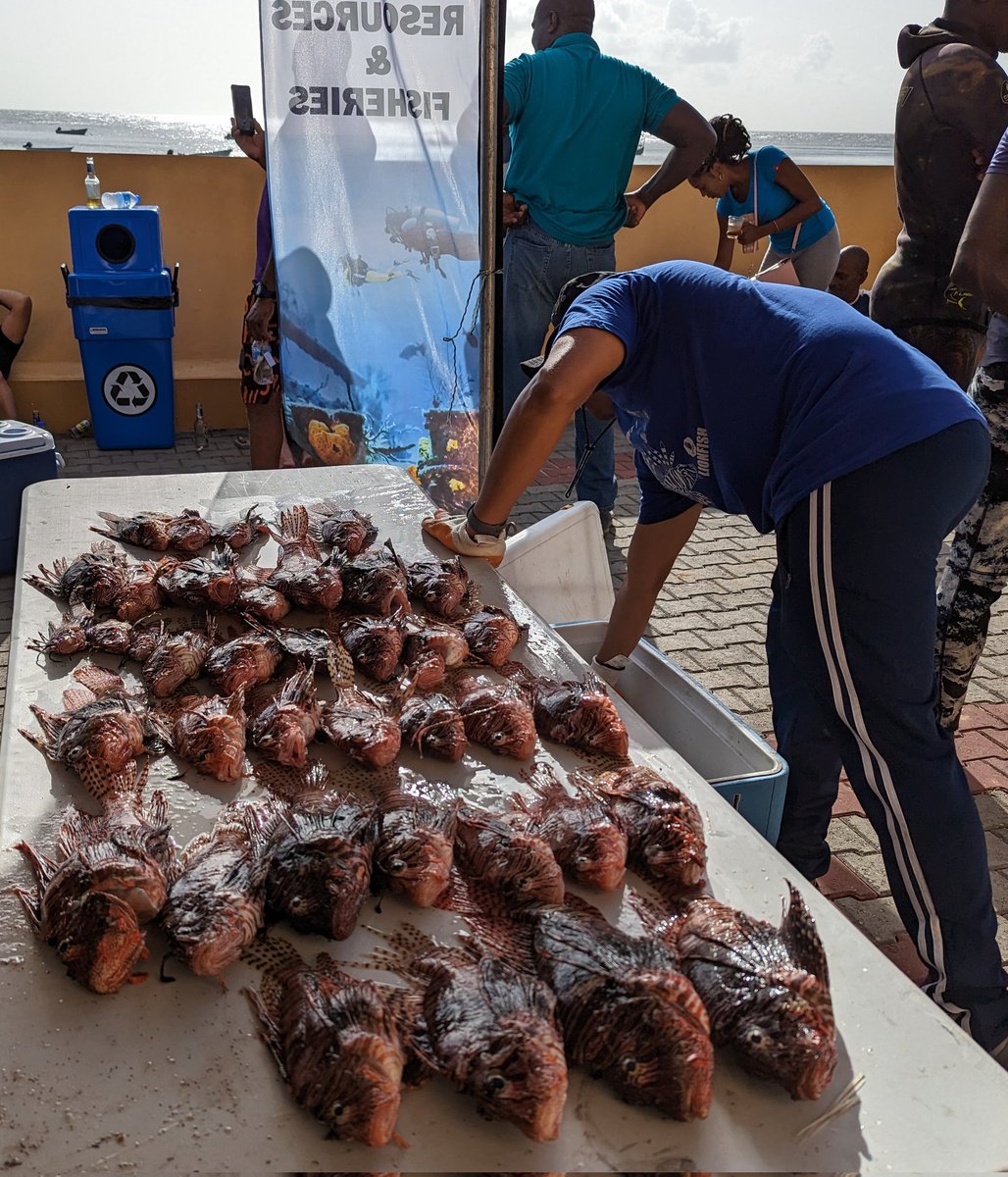 What a Day! 250 #lionfish culled from the waters around #Tobago. #marineinvasive #Caribbean #Trinidad #Pterois  #WorldOceanDay