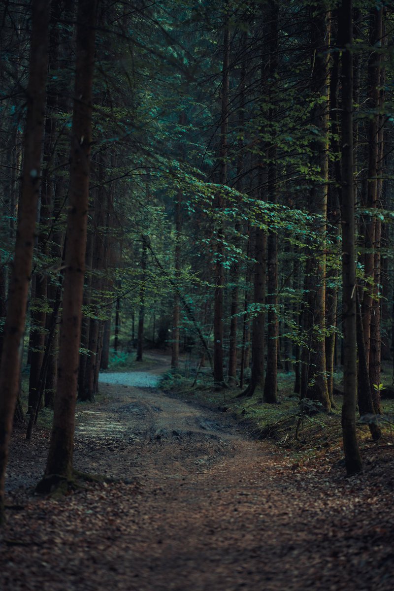 lovesoundscapes's tweet photo. #sigma #sigmafp #fp #landscape #landscapephotography #travel #travelphotography #travelblogger #color #colorful #nature #natur #camera #cinematic #mood #aesthetic #aesthetics #forest #schwarzwald #blackforest #wildernessculture #wilderness #follow #followformore https://t.co/7whteSUSCd