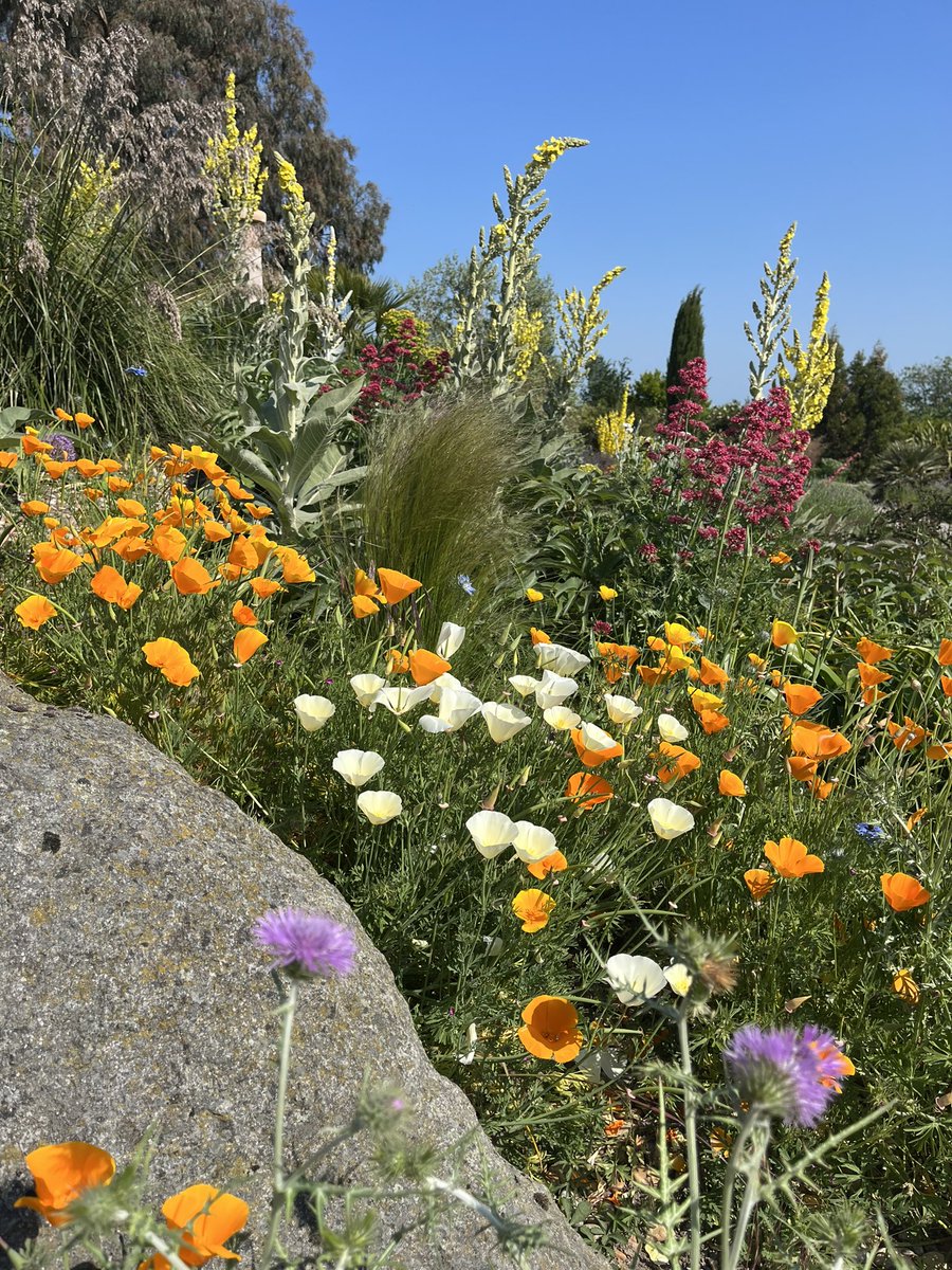 @RHSHydeHall Dry Garden looking fabulous in the sunshine. #rhsgarden #gardenexplorers #ukgarden #gardenlovers