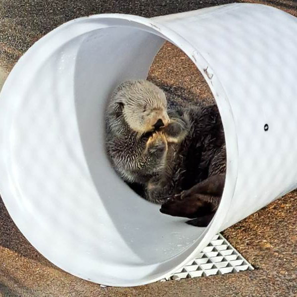 Otter secrets himself away for a wee nap dailyotter.org/posts/2023/6/8… 📸: @orcoastaquarium