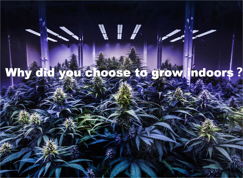 Question:
Why did you choose to grow indoors?

#mkannacitygrowicrobes #roots #organicgardening #spiderfarmer #veggies #flowers #wormcastings #cannabiscommunity #420community #growyourown #hpf4000 #hyphotonflux  #indoorgarden #growlights #growroom #THC #CBD #cannabiscultivator