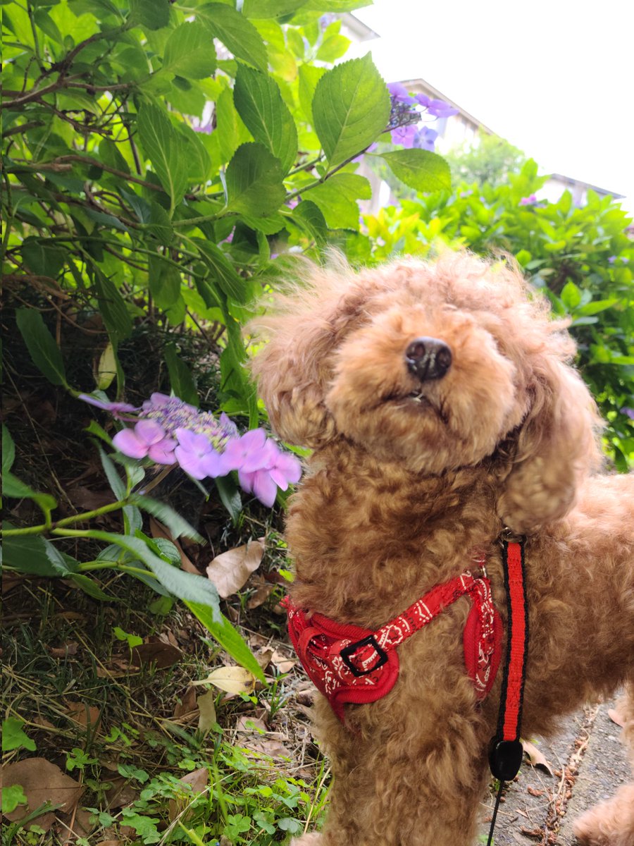 ワタシ ヒート中😆
 「お散歩中は男子と仲良くしてはいけない」とパパさんから言われたの😖

#トイプードル  #メス #犬好き #犬のいる生活 #犬好きさんと繋がりたい