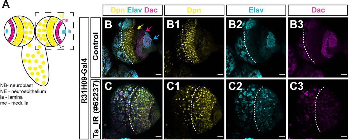 Dev_journal's tweet image. Serine hydroxymethyl transferase is required for optic lobe neuroepithelia development in Drosophila

An #OpenAccess Research Article in our Stem Cells and Regeneration section of #DevSImetabolism by Eunice Silva, @margarida_venda &amp;amp; @TheHomemLab 

journals.biologists.com/dev/article/15…