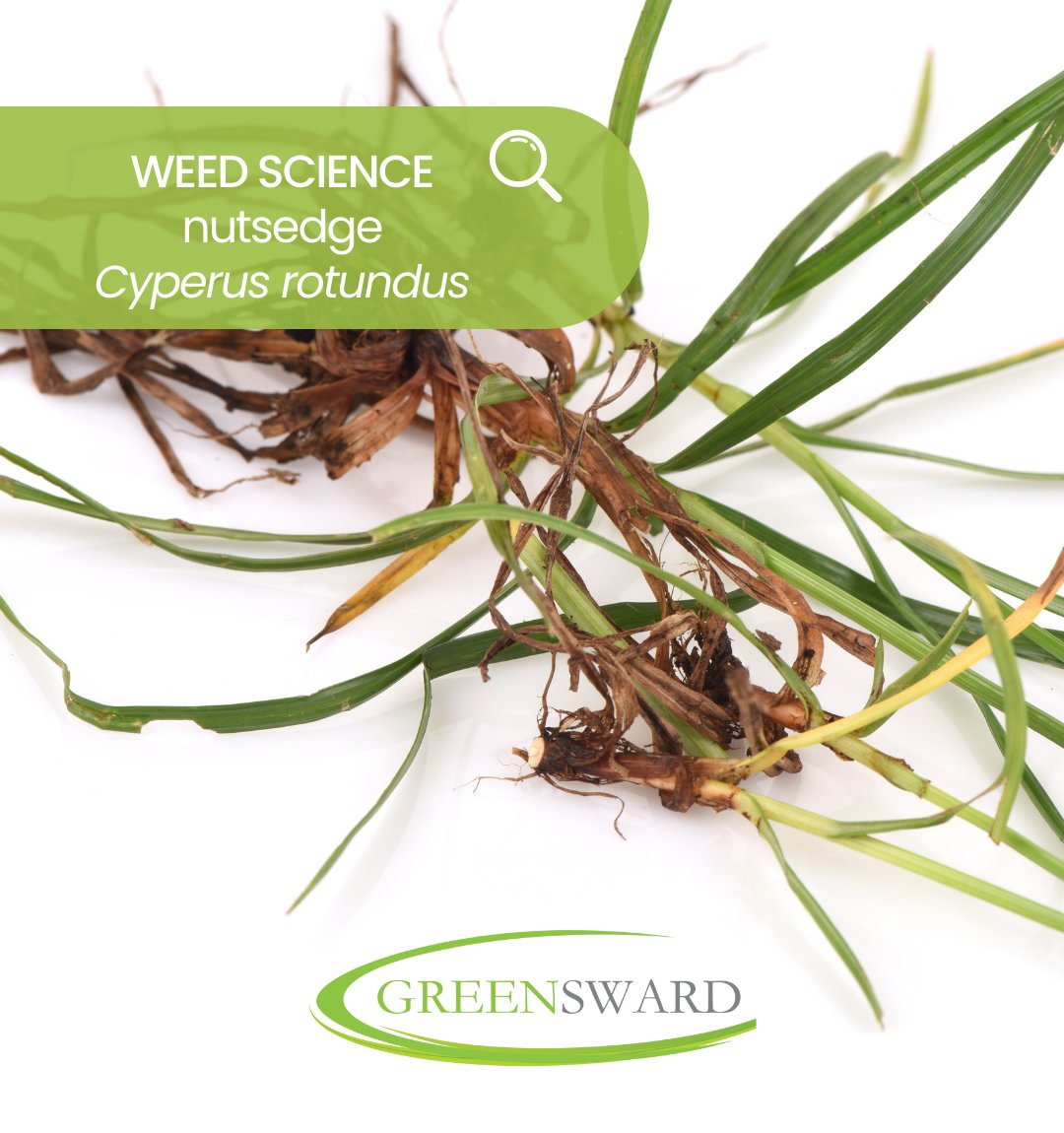 If your lawn has nutsedge, do NOT pull it. Nutsedge roots can grow 6-12” deep. Pull an established plant, and you’ll leave behind the system of 'nuts,' which will be triggered to multiply. You’ll have more nutsedge very quickly. 

We can help! Just call.

#keepitgreen 🌱