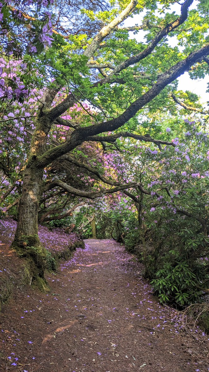 Reenagross park is a wooded peninsula set within the beautiful landscape of Kenmare Bay. The park has over 3km of walking trails along with the diverse range of habitats that are home to a wide variety of plants and animals.
#kenmare #escapetoliving #visitkerry #woodlandpark