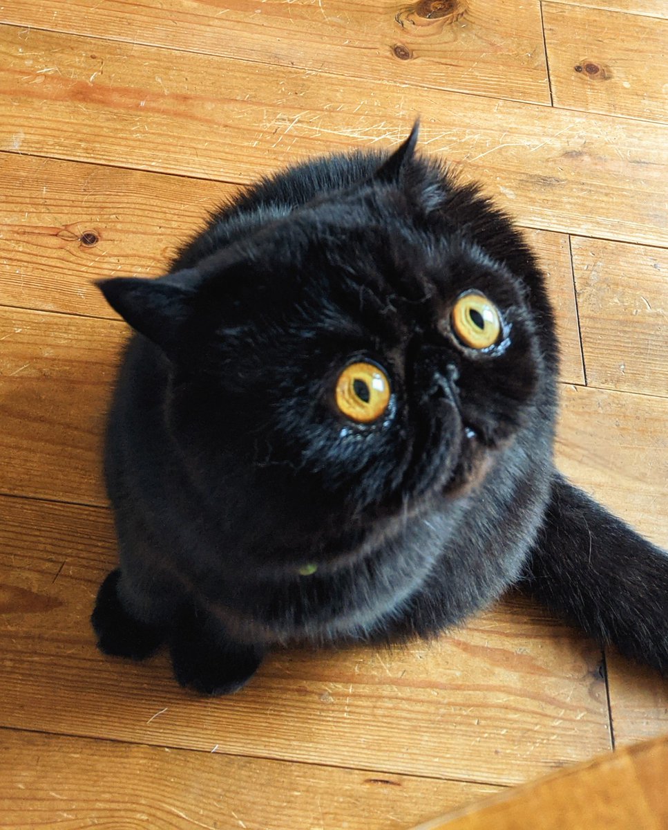 ありゃ なんニャ⁈
お目々パチクリ😳✨
おれオレオ

#黒猫 #猫のいる暮らし #エキゾチックショートヘア #cat