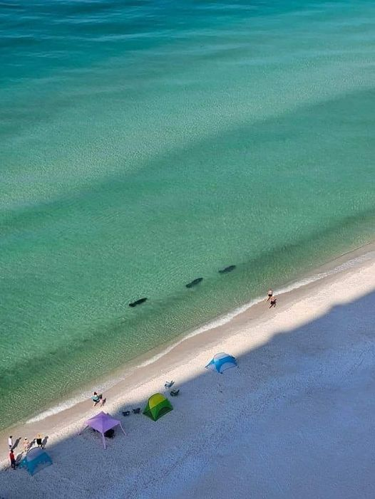 SO COOL!! Manatees swimming near the shore in Panama City Beach! 💙🌊#travellers_natural