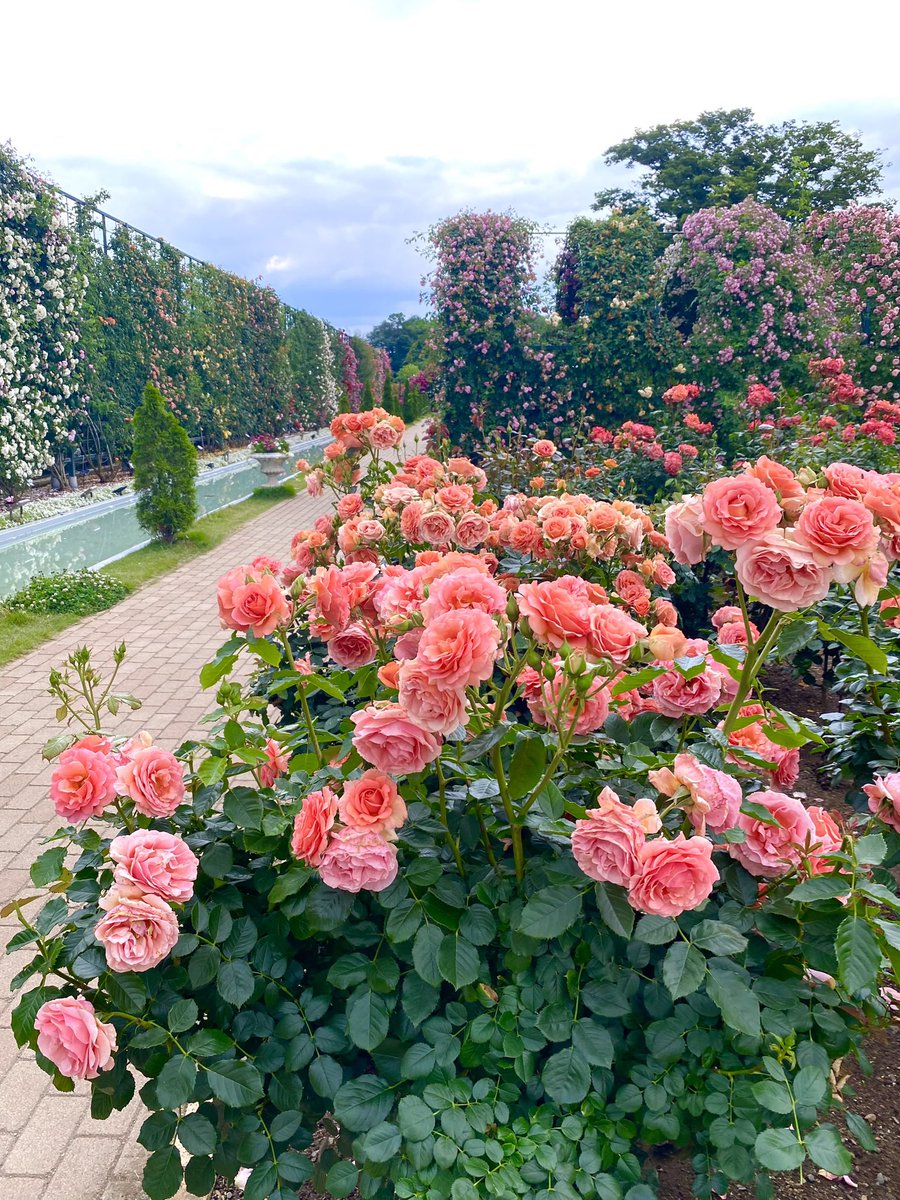 こんばんは✨ あしかがフラワーパーク ローズガーデンにて🌹 🧡満開の薔薇🧡 2023/05/20 今日も一日お疲れ様でした🌉