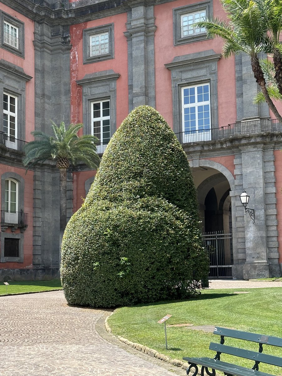 GMinchiotti's tweet photo. Installation Art @RealBoscoNapoli any idea @AMartinezArias ? #teambuiding #gastruloids @CnrIgb @AnnalisaFico @DarioDeCesare1 https://t.co/jXw5RbHcqP