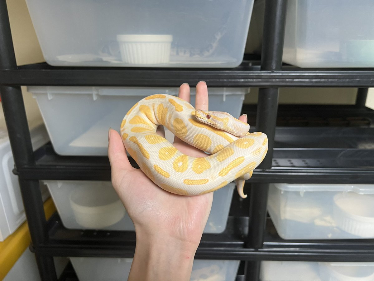 itatiyanaryou's tweet photo. #ballpython 
#ボールパイソン https://t.co/LdZE69l83L