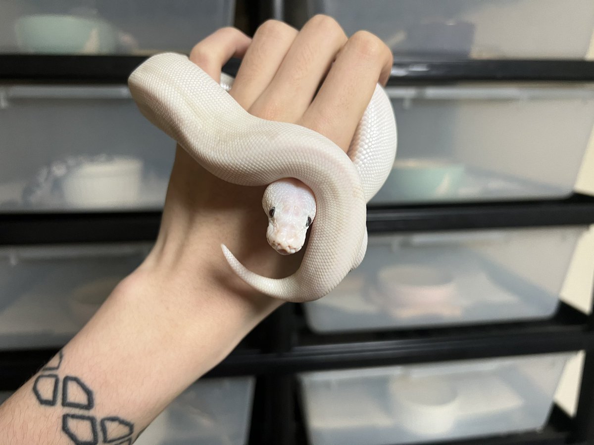 itatiyanaryou's tweet photo. #ballpython 
#ボールパイソン https://t.co/LdZE69l83L